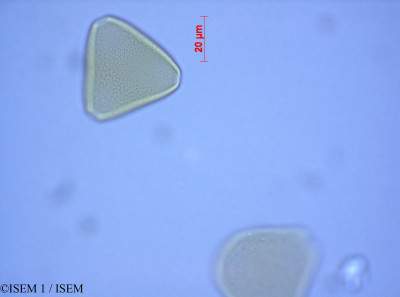 ISEM 1/Serruria_fasciflora_27560/Serruria_fasciflora_27560_0001(copy)_thumb.jpg